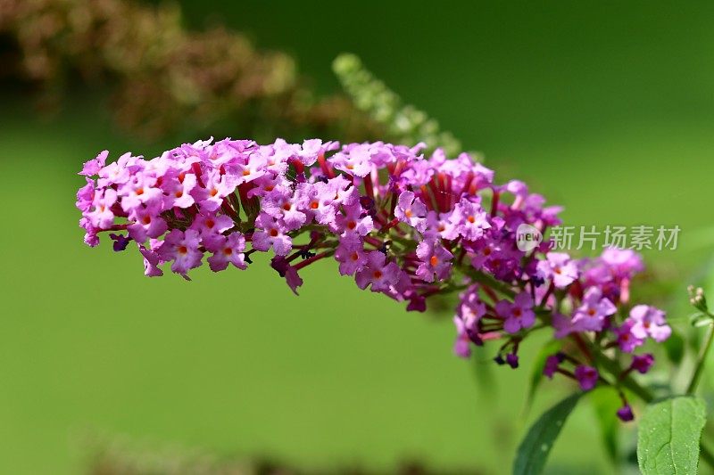 budleja / Butterfly Bush /夏季丁香